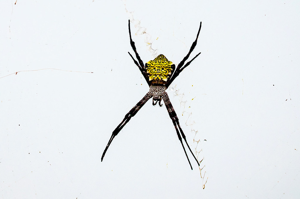 Hawaiian Garden Spider (Argiope appensa) Kauai, Hawaii Thorfinnur