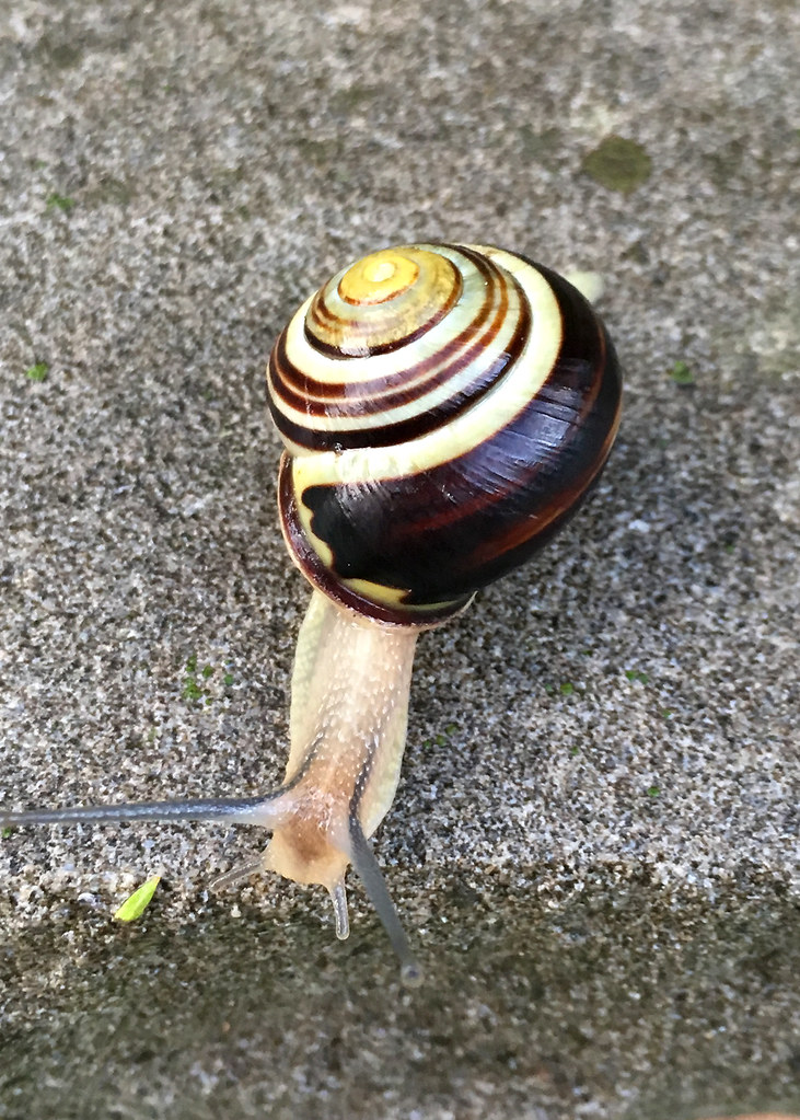 Land Snail in Staten Island, New York, USA. June, 2019 Flickr