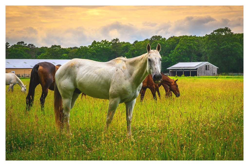 Manorville Horses A scene from a local Horse farm in Manor… Flickr