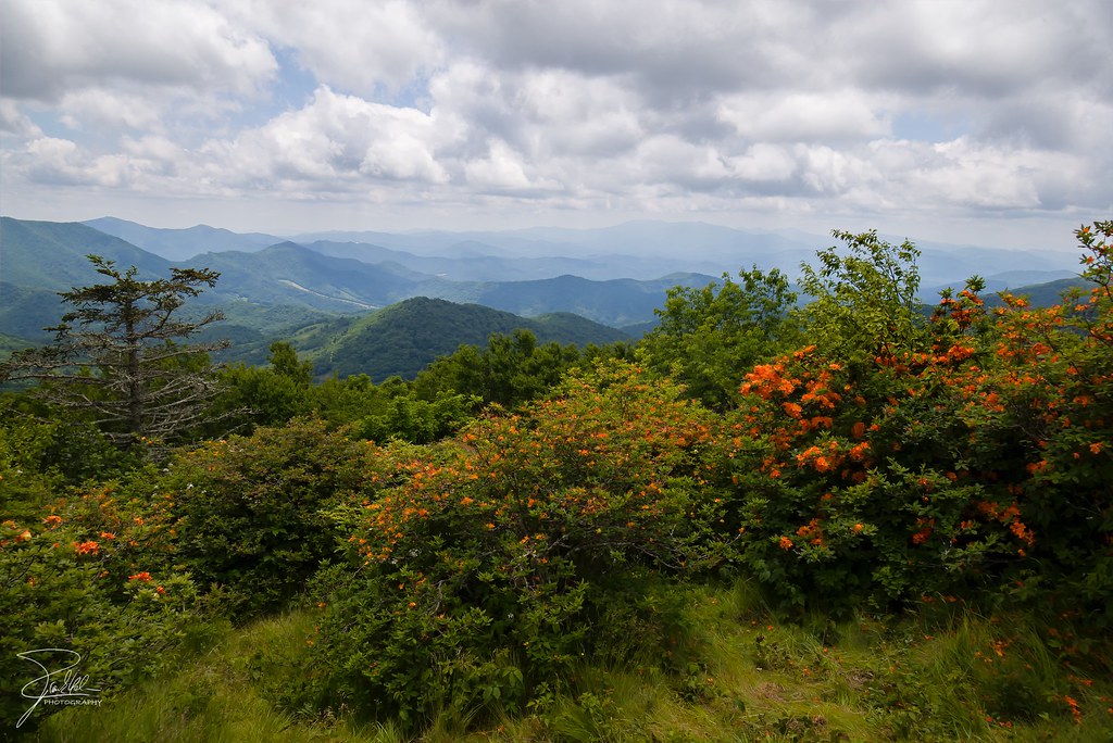 Flame Azaleas Flame Azaleas, Roan Mountain, Appalachian Tr… Flickr