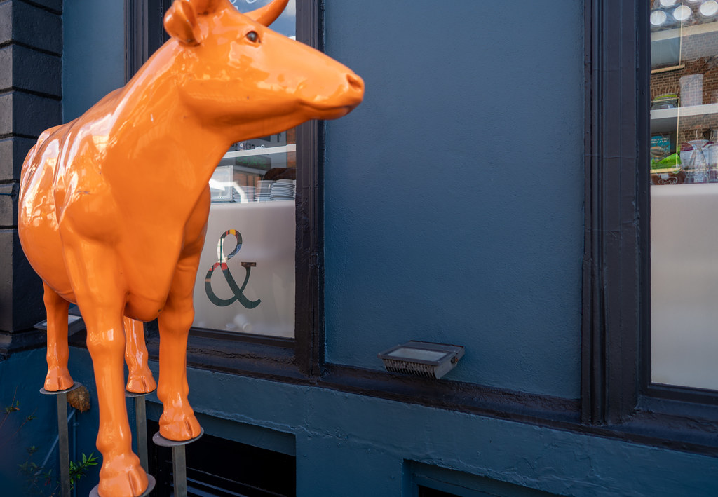 I LIKE THIS VERY ORANGE COW