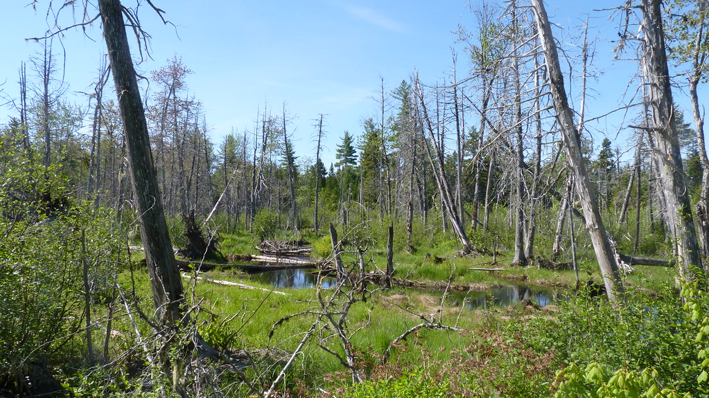 Burn Road Near Topsfield, Maine I Bird 2 Flickr