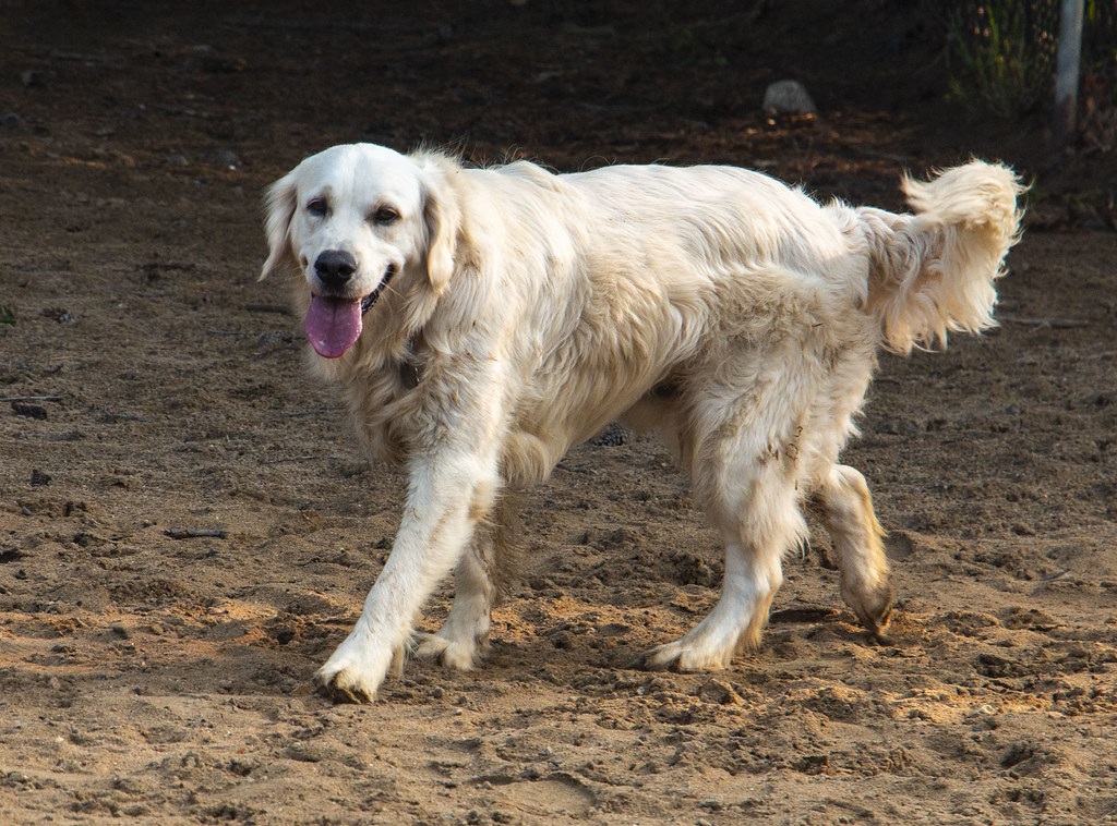 Warwick dog park LVI Flickr