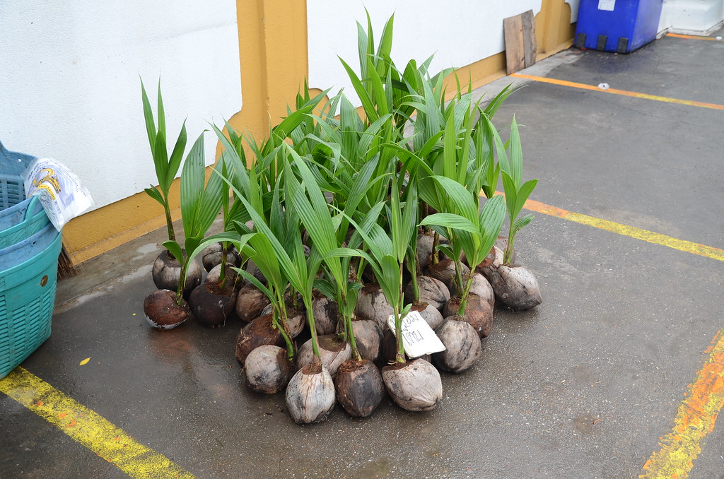 Coconut saplings that's a pretty early stage! a photo on Flickriver