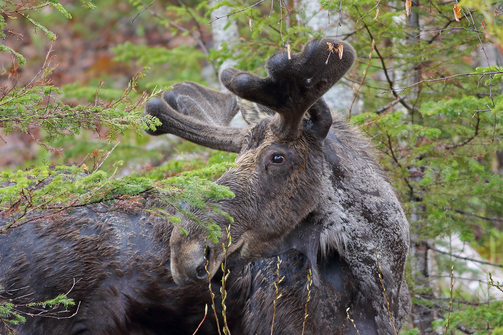 Orignal Orignal en pleine mue. Parc national Forillon, Gas… Flickr