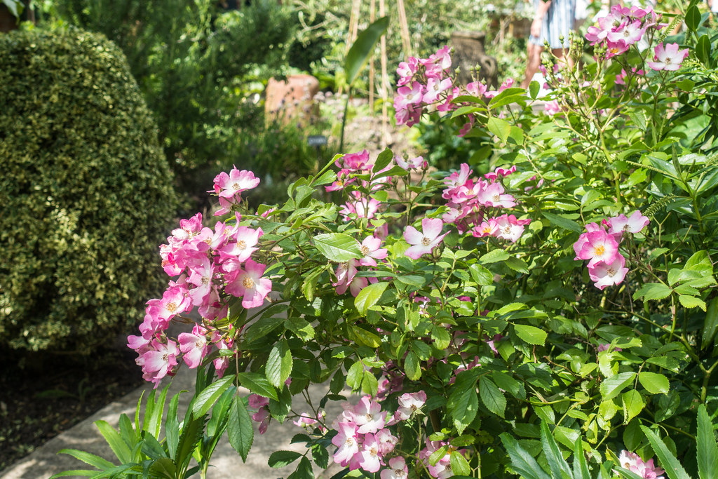 Stony Stratford Open Gardens 22nd June 2019 Gary Walton Flickr