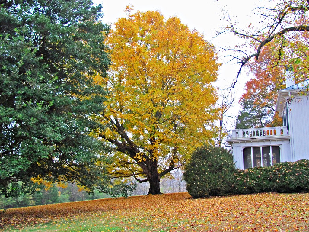 Tree at Arcadia 1 (There are 5 images in this group) This … Flickr