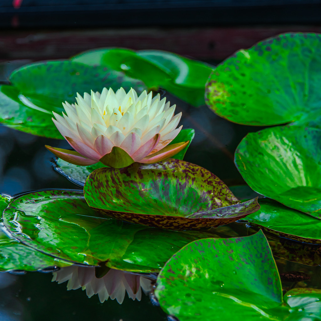 Lily with Pads Water Lily at Water & Garden Creations, Ral… Jim