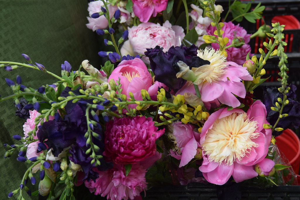 June 2019 Vacation Jenny's flowers Tony Alter Flickr