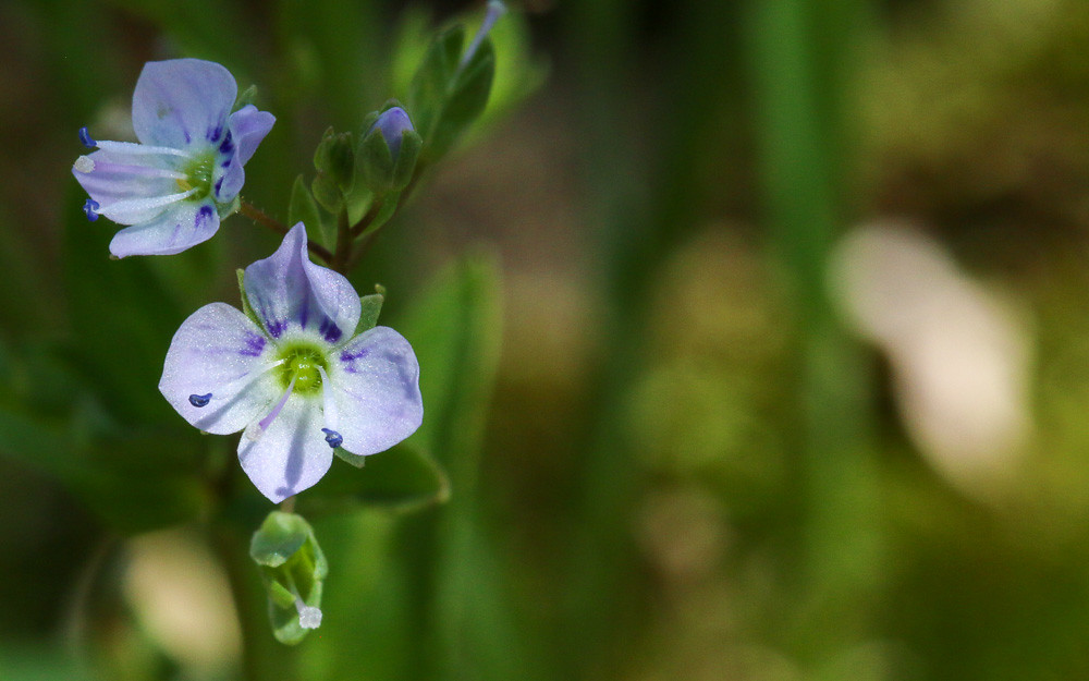 Closeup of Water speedwell leaves/stem Ron King Flickr