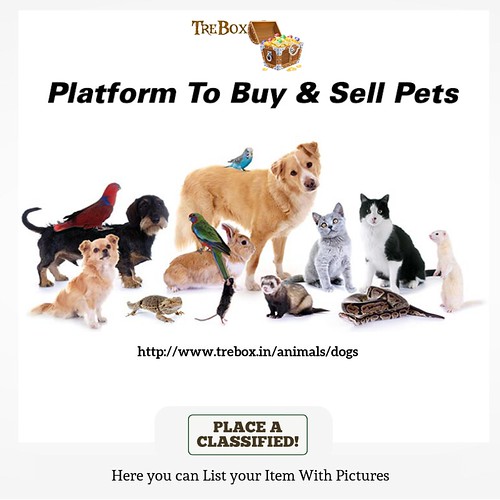 Sell or buy animals on pets classified sites Search pets, … Flickr