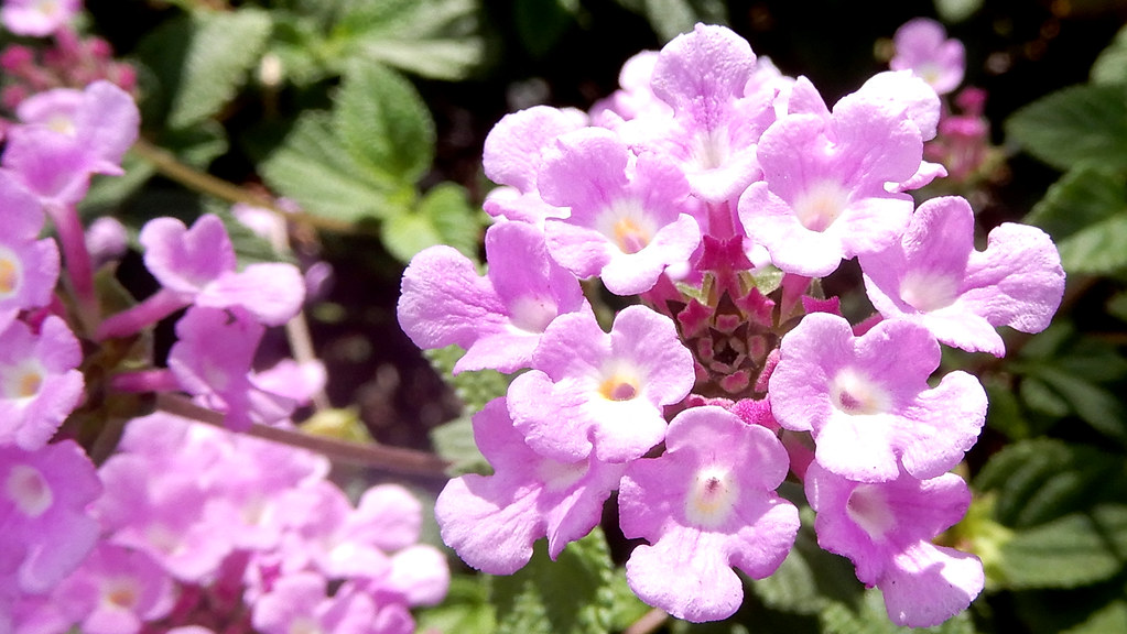 lavender lantana flowers Lantanas seem to do well in dry c… Flickr