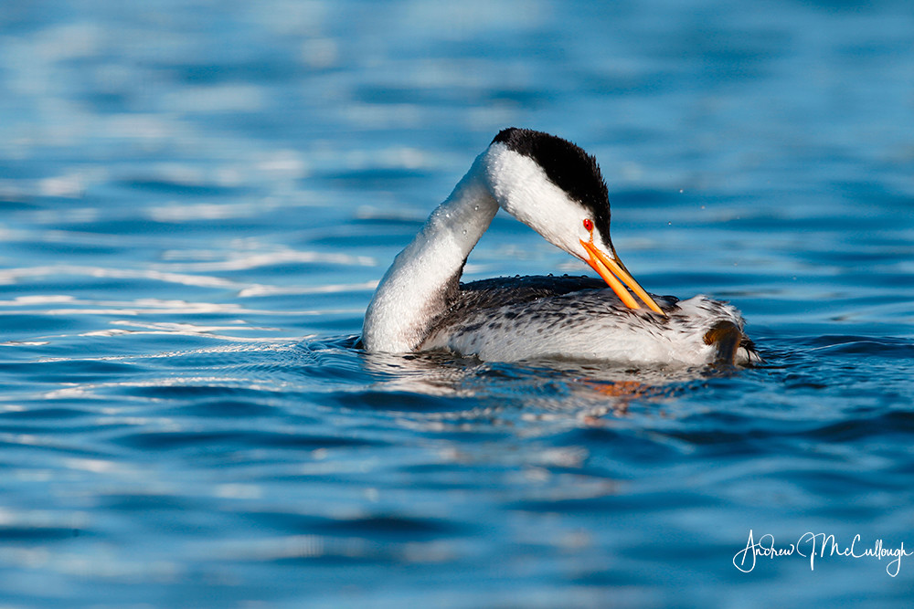 Preening Clark's Grebe Putnam's Point in Klamath Falls, Or… Flickr