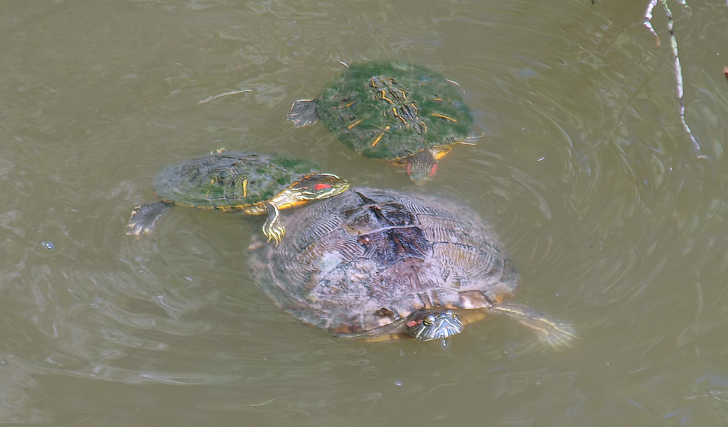 Where Can I Donate My Red Eared Slider Turtles