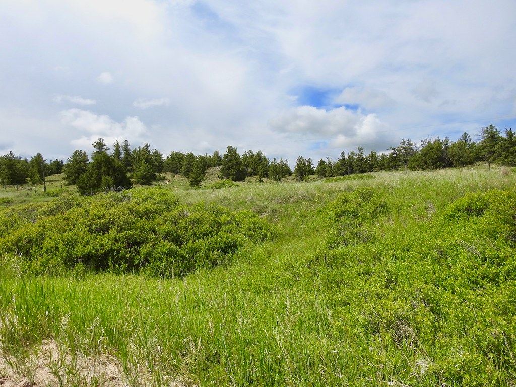 State Line Rd. Habitat shot for eBird list Van Remsen Flickr