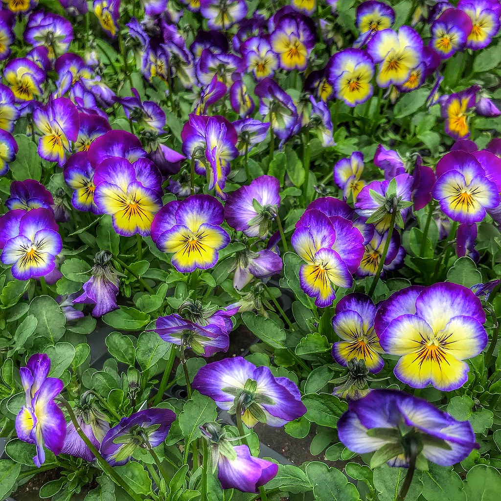 Pansies.... Pictured in Halls of Heddonâ€™s Garden Centre, Nâ€¦ Flickr