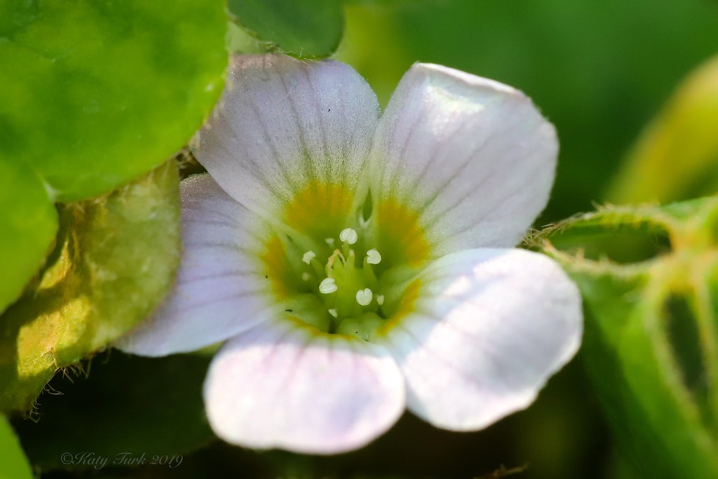 Redwood Sorrel Tiny Redwood Sorrel (Oxalis oregana) flower… Flickr