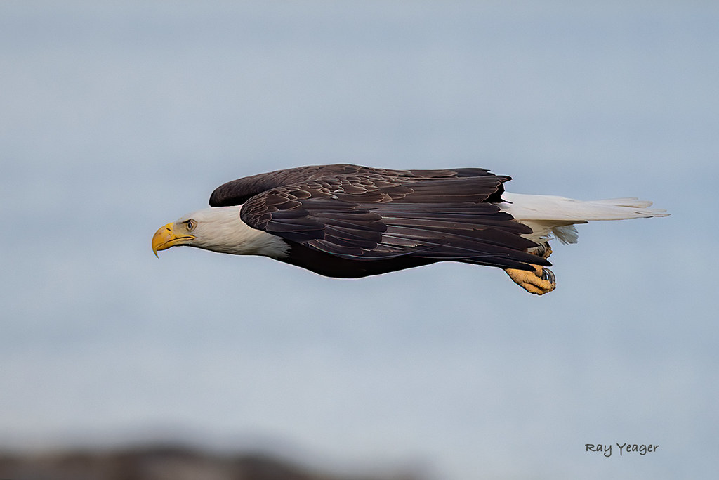 Bald Eagle Maine Ray YeagerRTY Photography Flickr