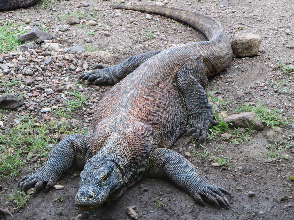 Komodo Dragon Facts For Kids, we have Lots! UR Kid's World
