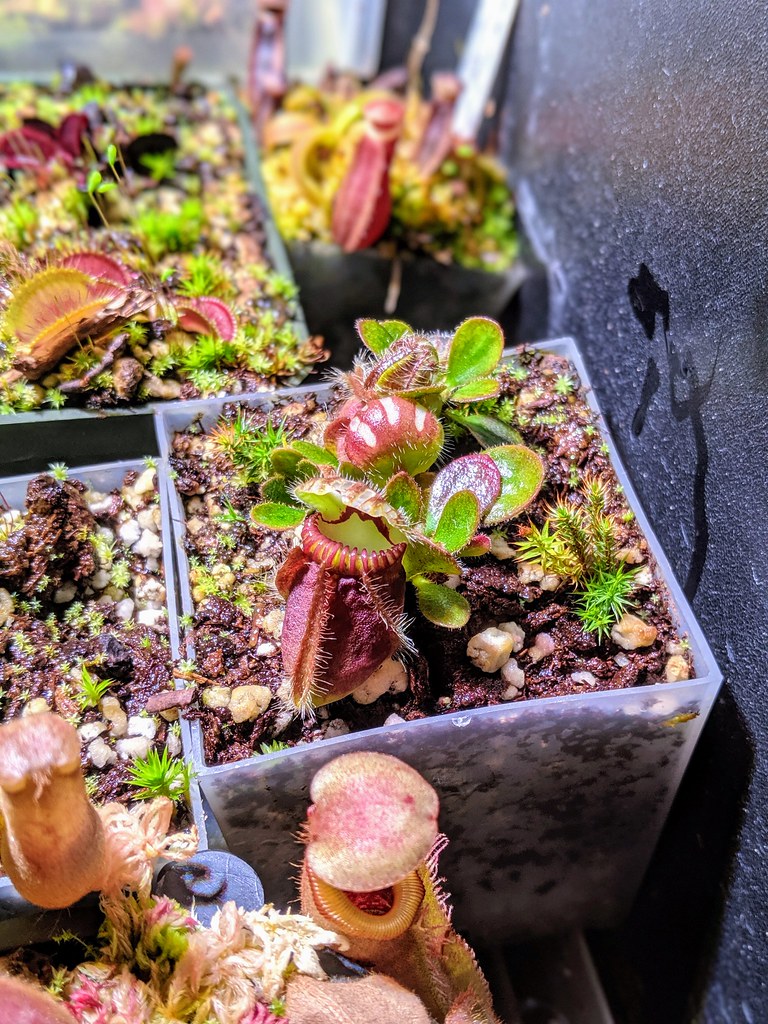 Carnivorous plant sale (2019) Carnivorous Plant Society of Canada