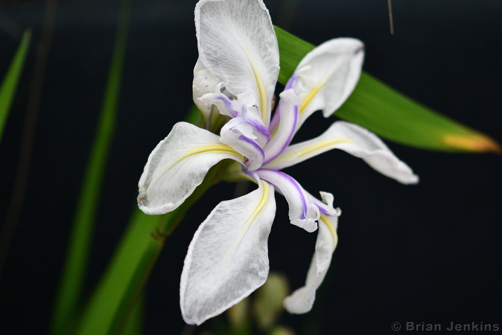 Iris Flower RHS Chatsworth Flower Show 2019, Chatsworth Ho… Flickr
