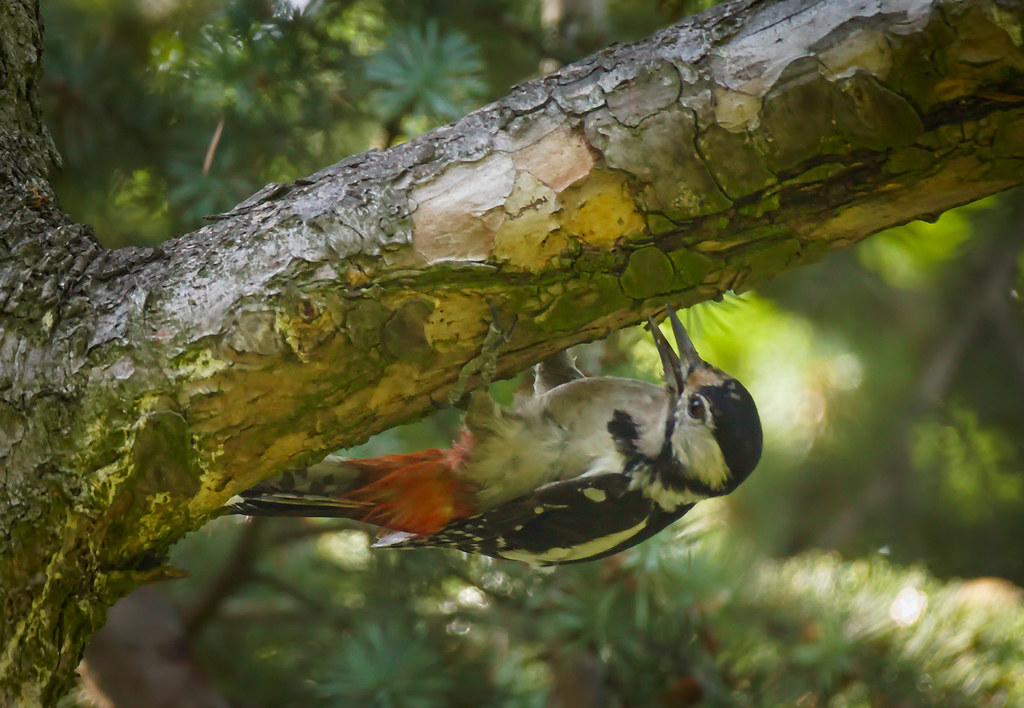 Mrs Woodpecker Great spotted woodpecker (Dendrocopos major… Flickr