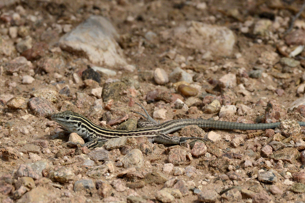 Lizard New Mexico Whiptail Lizard Mike Stoy Flickr