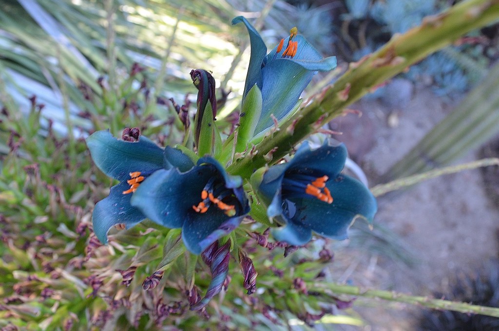 Turquoise Puya last flowers Rancho Los Alamitos 116 Flickr
