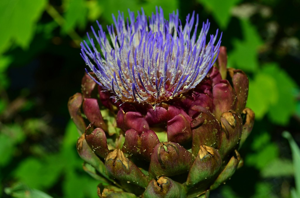Blooming Artichoke Rancho Los Alamitos 097 Greg Flickr