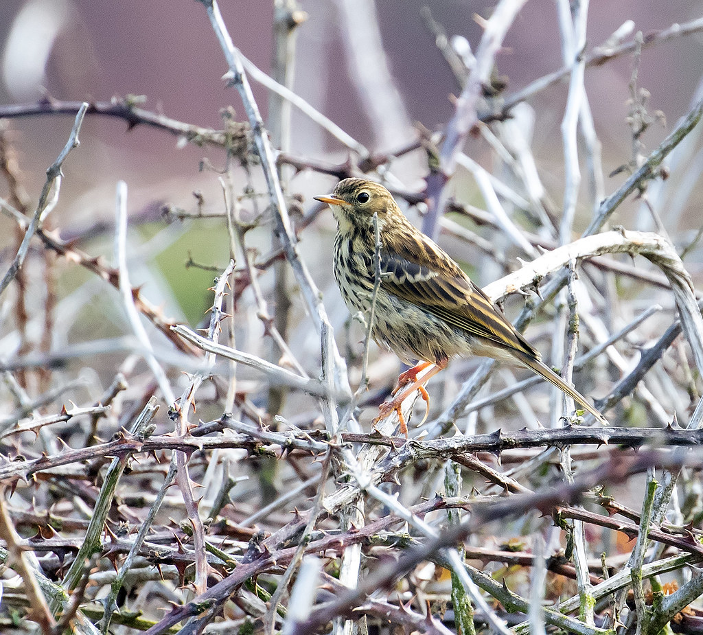 Meadow Pipit Pembrokeshire coast path Whistling Joe Flickr