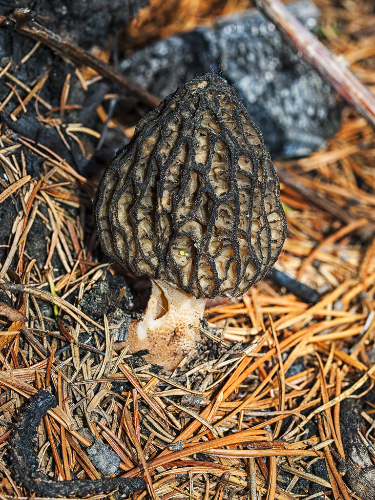 Morel Mushroom BC trip OLYMPUS DIGITAL CAMERA Flickr