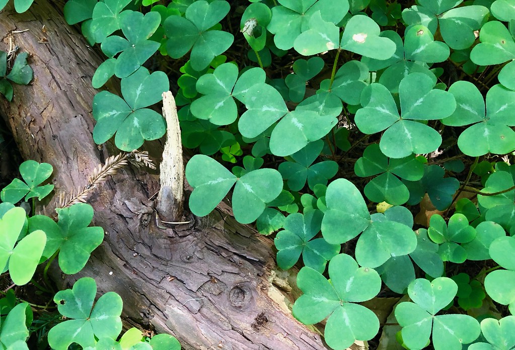Redwood Sorrel Muir Woods National Monument coord.info/GC7… Paul