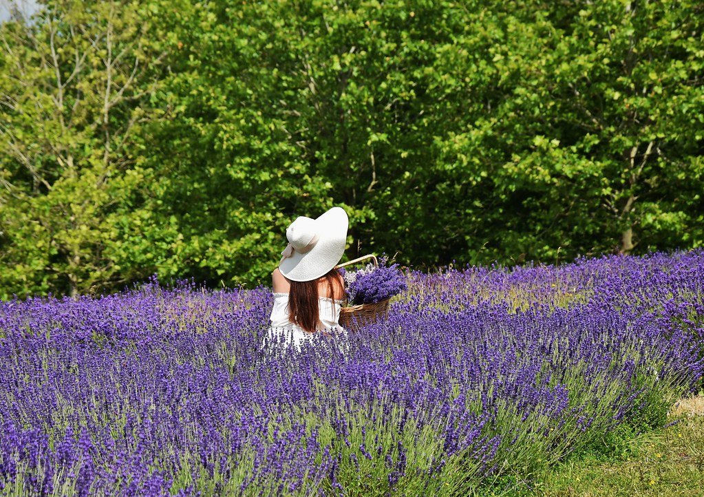 Full Bloom Lavender Farm a photo on Flickriver