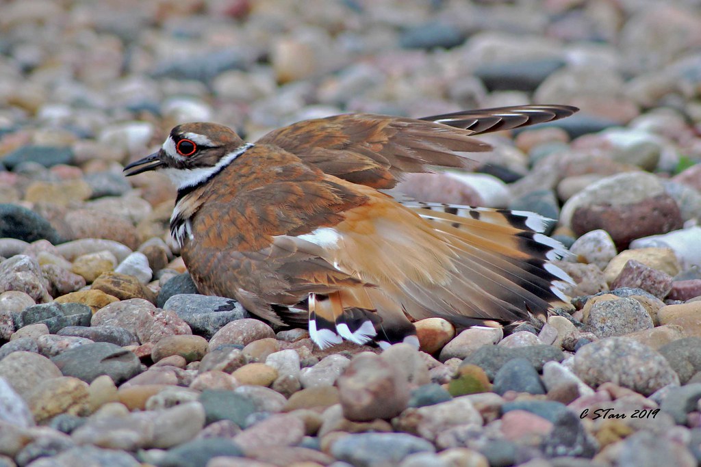 IMG_0968 killdeer the old 'fake a broken wing' look when I… Flickr