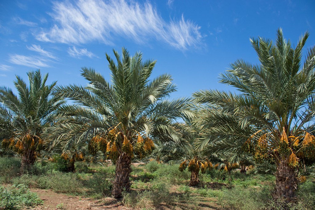 Dates 2 Yuma, AZ Tina Sibley Flickr