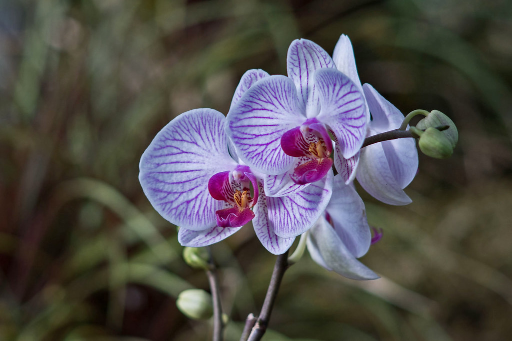 Orchid Wellington Botanic Garden, New Zealand. OzzRod Flickr
