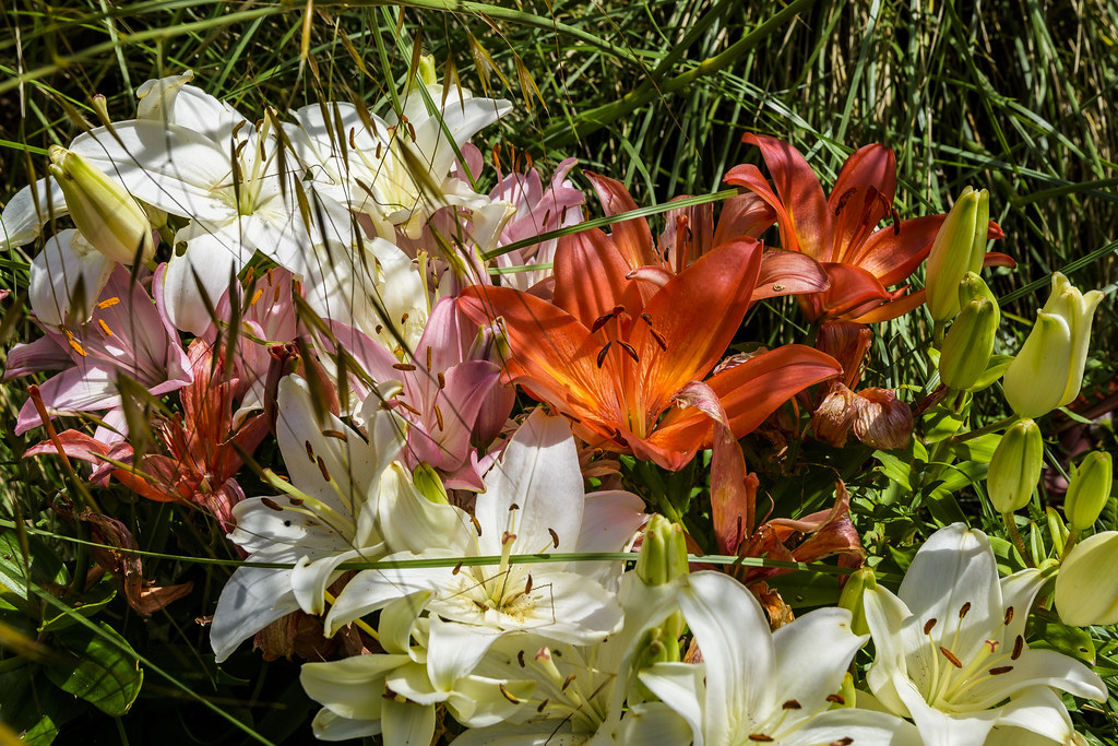 Steeple Manor Gardens 29062019 Flickr