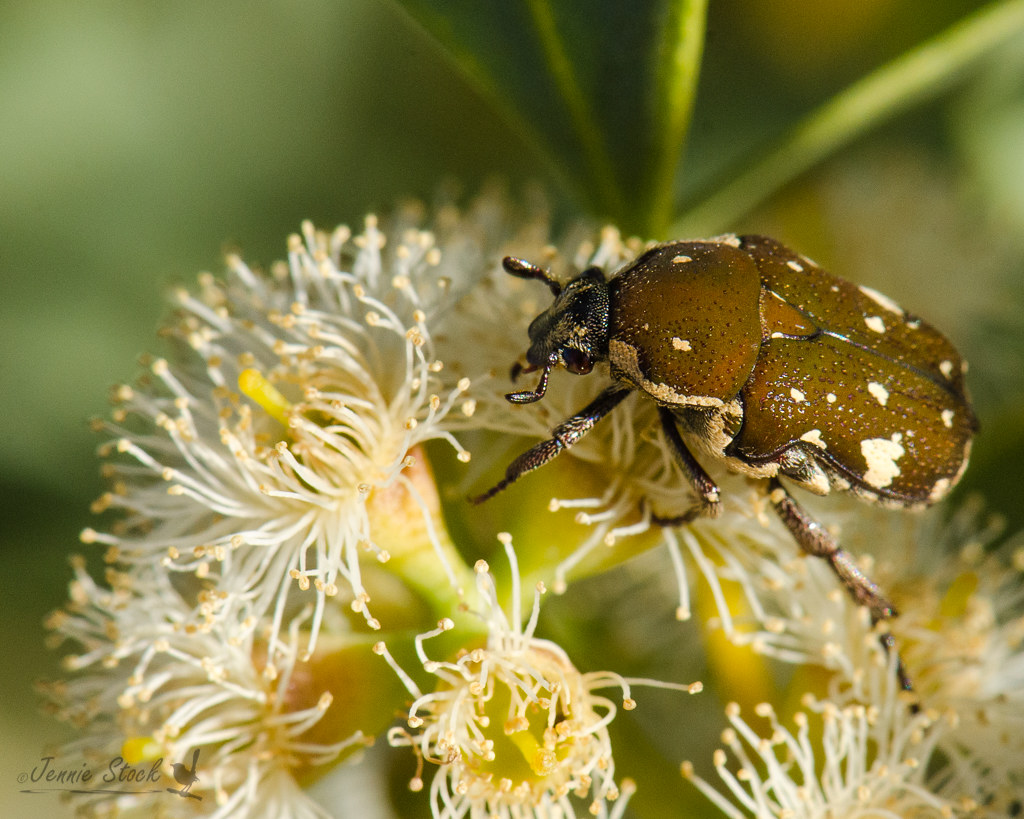 Brown Flower Beetle Very pretty beetles that I found on th… Flickr