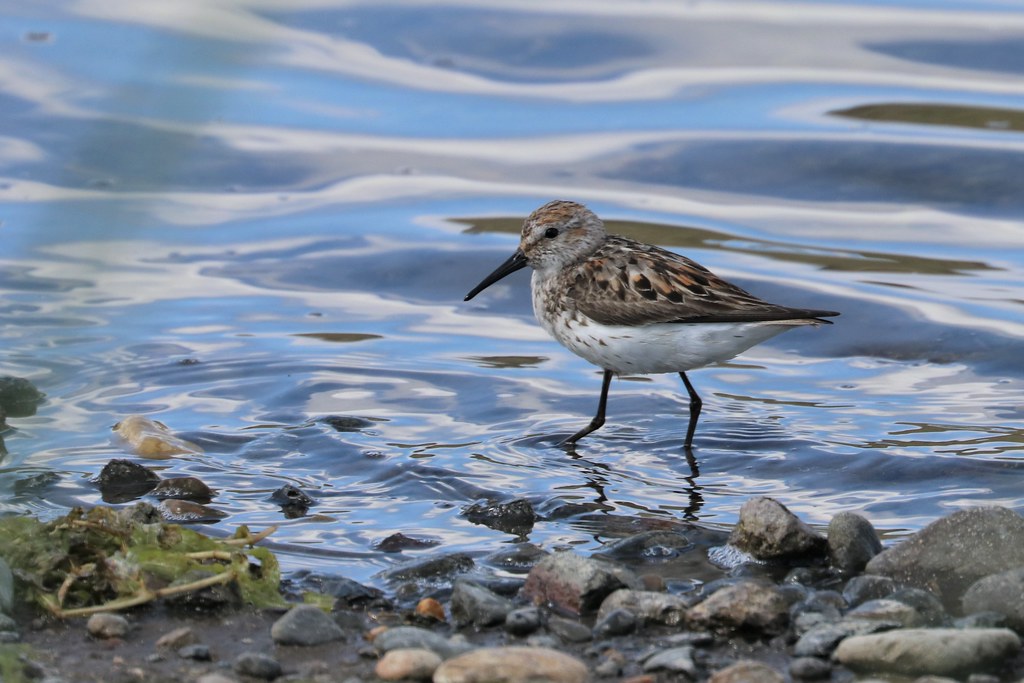 Western Sandpiper Crooked River Wetlands, Prineville, Oreg… Charles