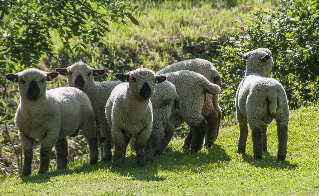 Brinsbury Lambs Paul Starkey Flickr