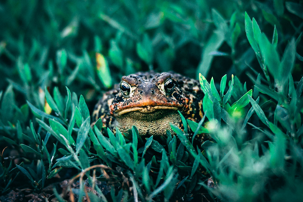 What type of shoes do frogs wear? What type of shoes to fr… Flickr