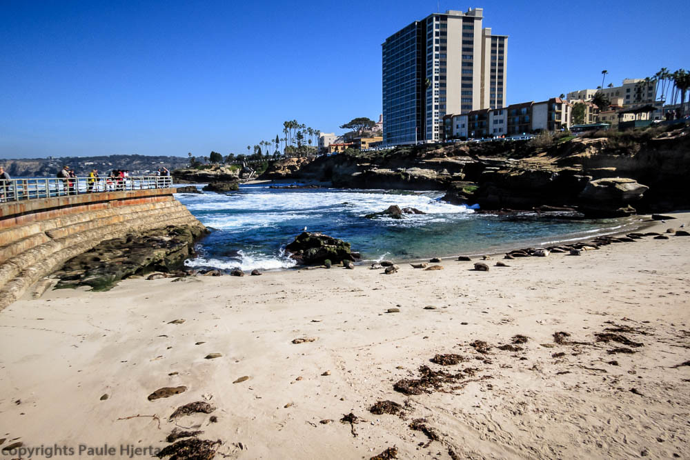 3098 Harbour Seal Beach La Jolla, California, USA. 26 Janu… Flickr