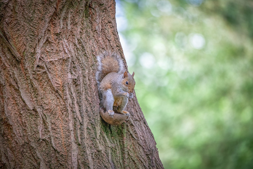 Squirrel Siding Lane Nature Reserve Steve Samosa Photography Flickr
