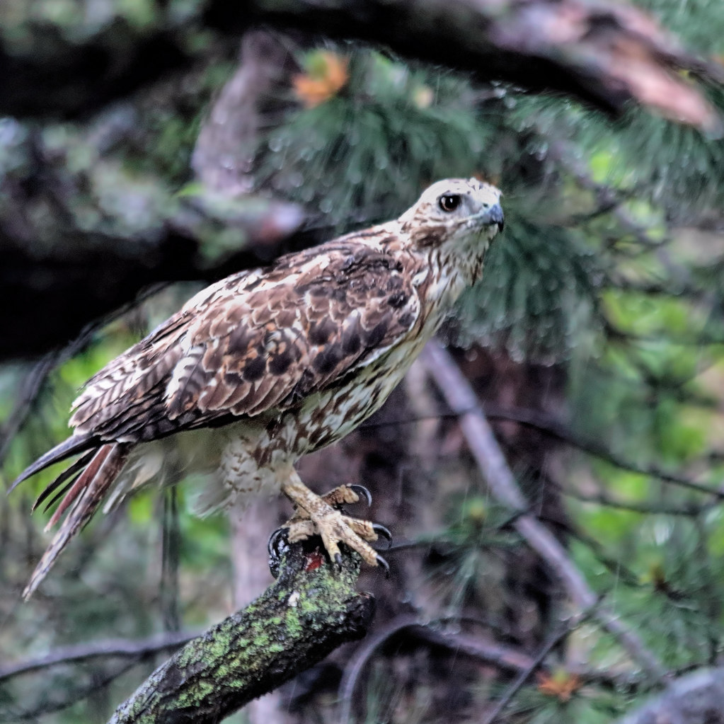 The Spiritual Significance of Hawk Killing Unveiling the Symbolic