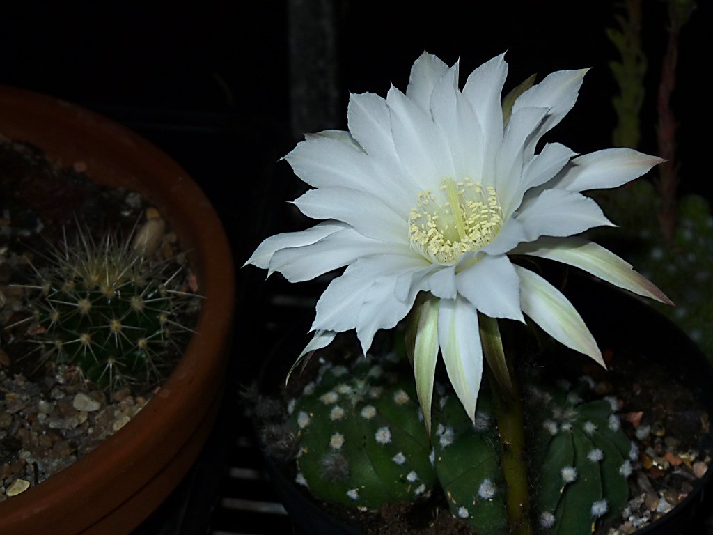 Night flowering cactus Second flower opens and six more to… Flickr