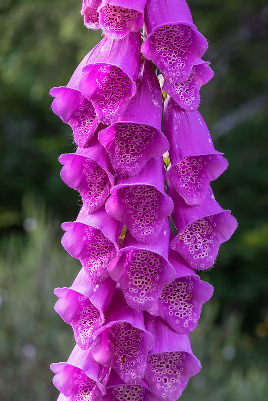 Some colorful wildflowers of the Pacific Northwest (Olympic National