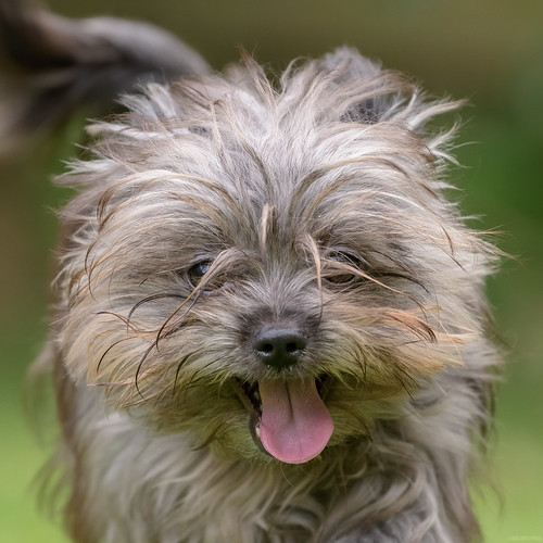 One Happy Puppy Instagram Websi… Flickr