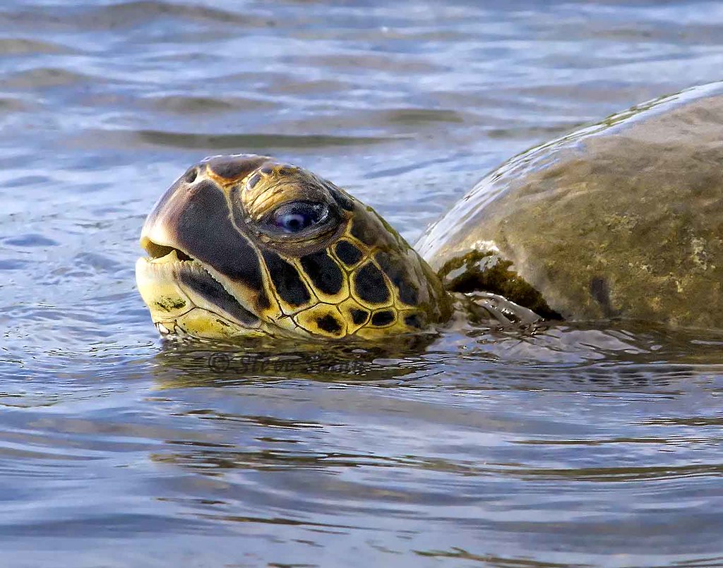 Green Sea turtle portrait with eyes and mouth open and hea
