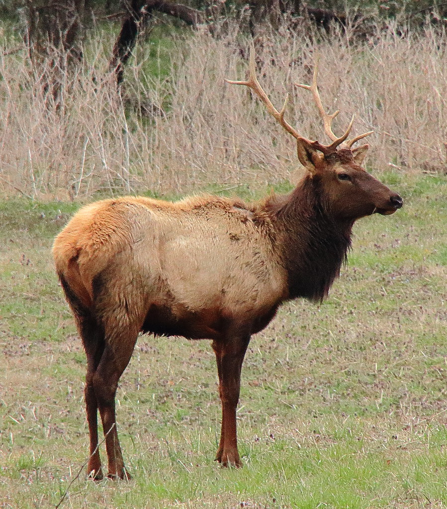 Boxley Valley Elk Northwest Arkansas Dan Davis Flickr