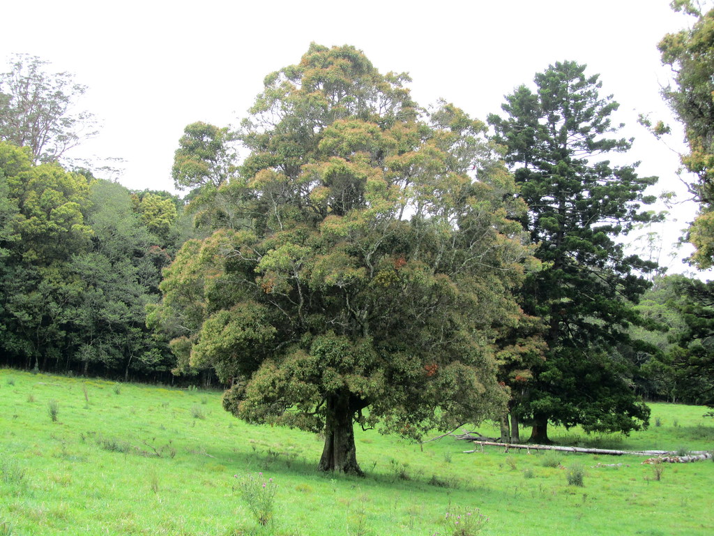 Australian Teak tree Jeannie Fletcher Flickr
